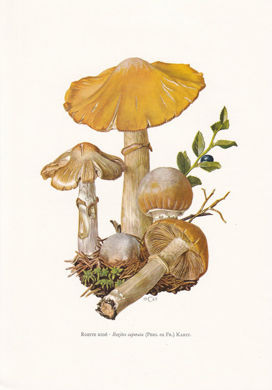 1960s GYPSY MUSHROOM Print - Mushroom Wall Art - Cottagecore - Cortinarius caperatus - Mushroom Decor - 7.5 x 10.6 Inches
