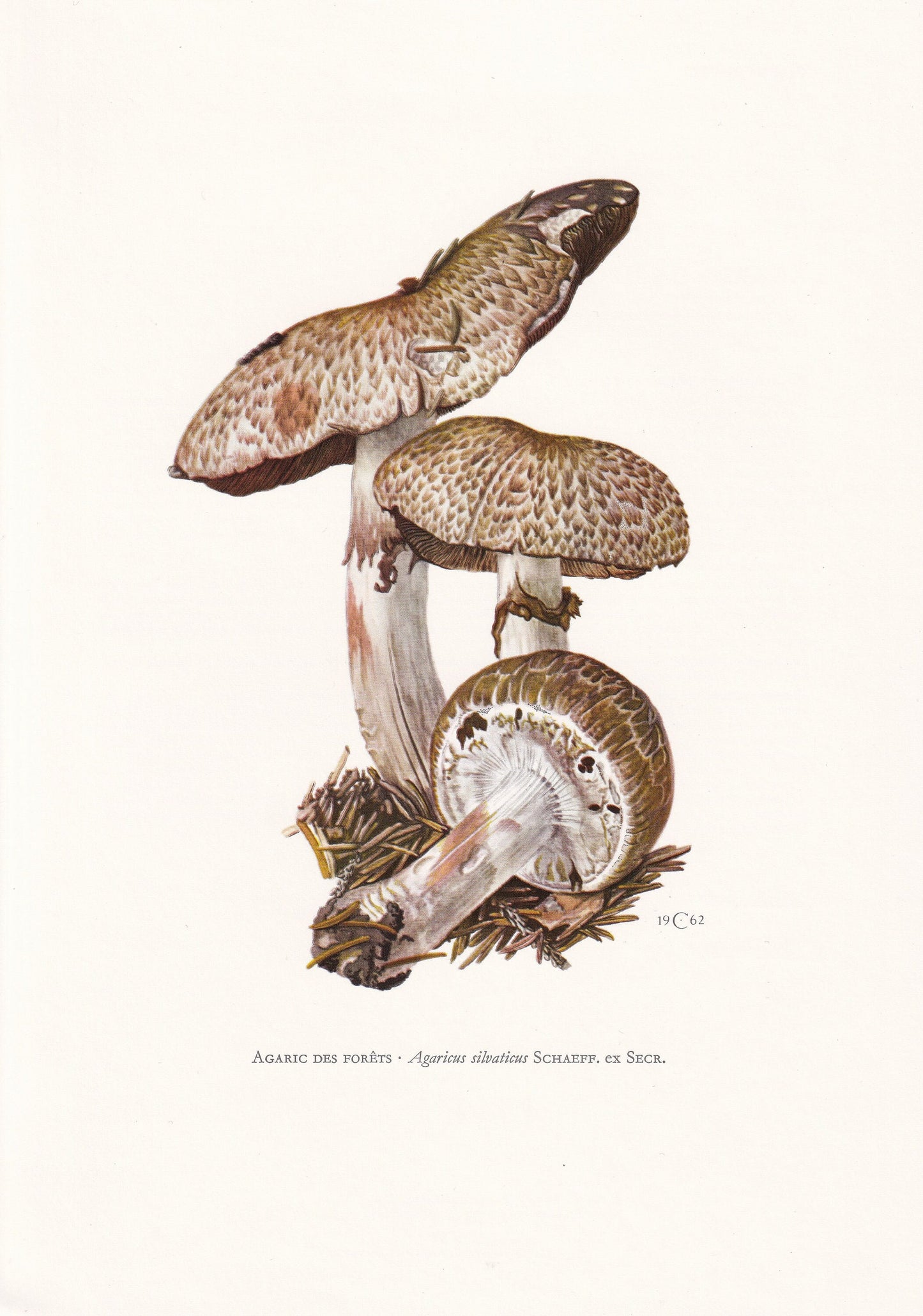 1960s BLUSHING WOOD MUSHROOM Print - Mushroom Wall Art - Cottagecore - Agaricus silvaticus - Mushroom Decor - 7.5 x 10.6 Inches