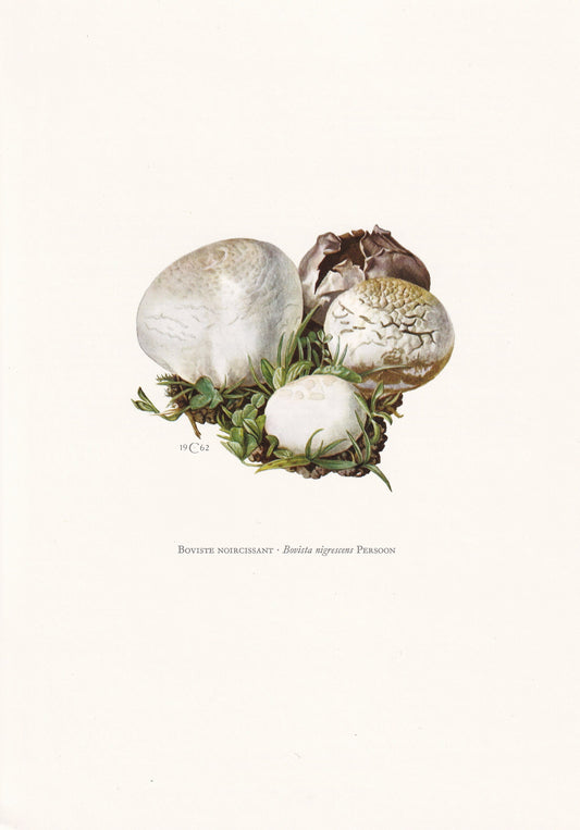 1960s BROWN PUFFBALL MUSHROOM Print - Mushroom Wall Art - Cottagecore - Bovista nigrescens - Mushroom Decor - 7.5 x 10.6 Inches