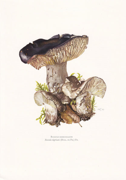 1960s BLACKENING BRITTLEGILL MUSHROOM Print - Mushroom Wall Art - Wall Art - Russula nigricans - Mushroom Decor - 7.5 x 10.6 Inches