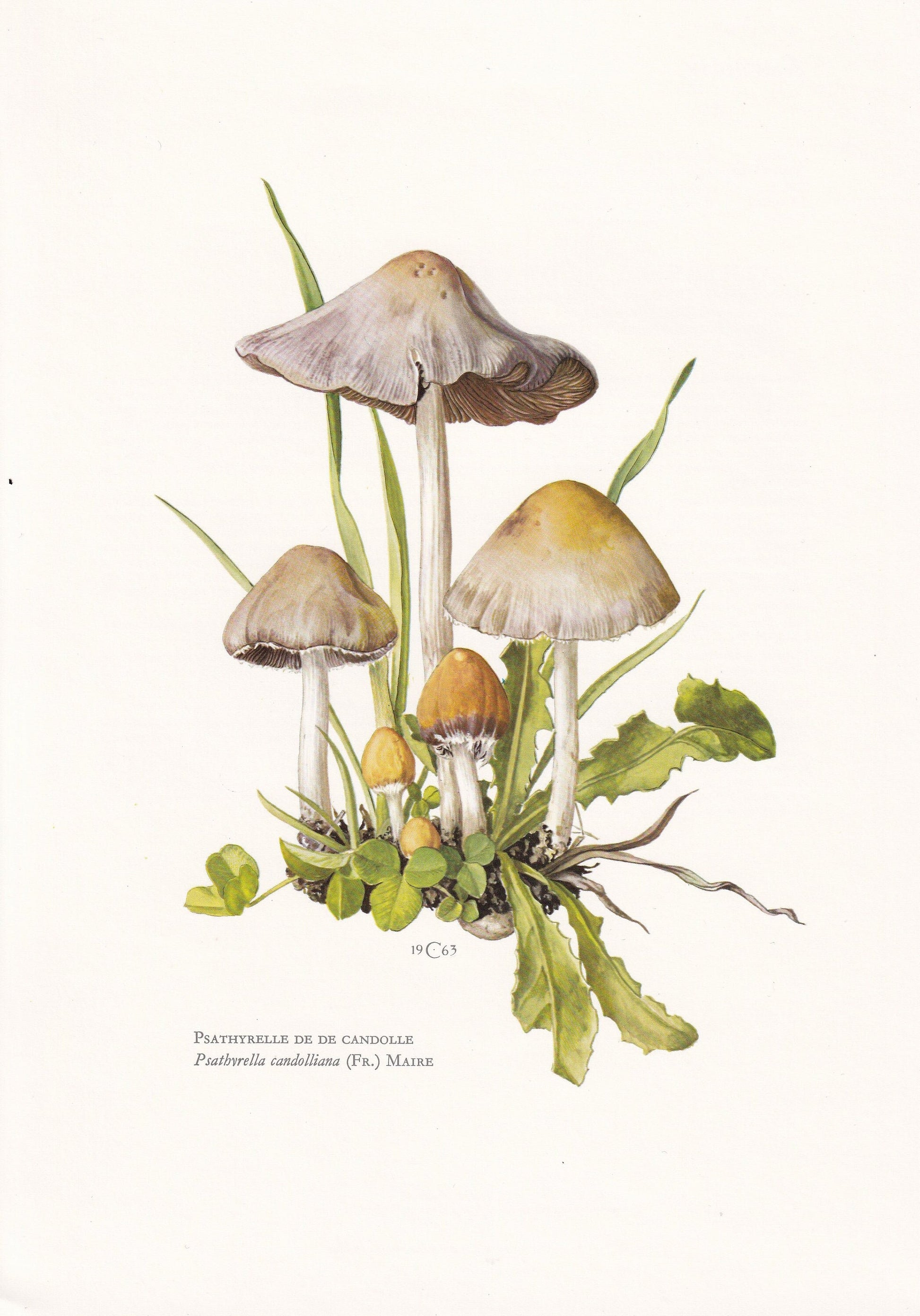 1960s PALE BRITTLESTEM MUSHROOM Print - Mushroom Wall Art - Wall Art - Psathyrella candolleana - Mushroom Decor - 7.5 x 10.6 Inches