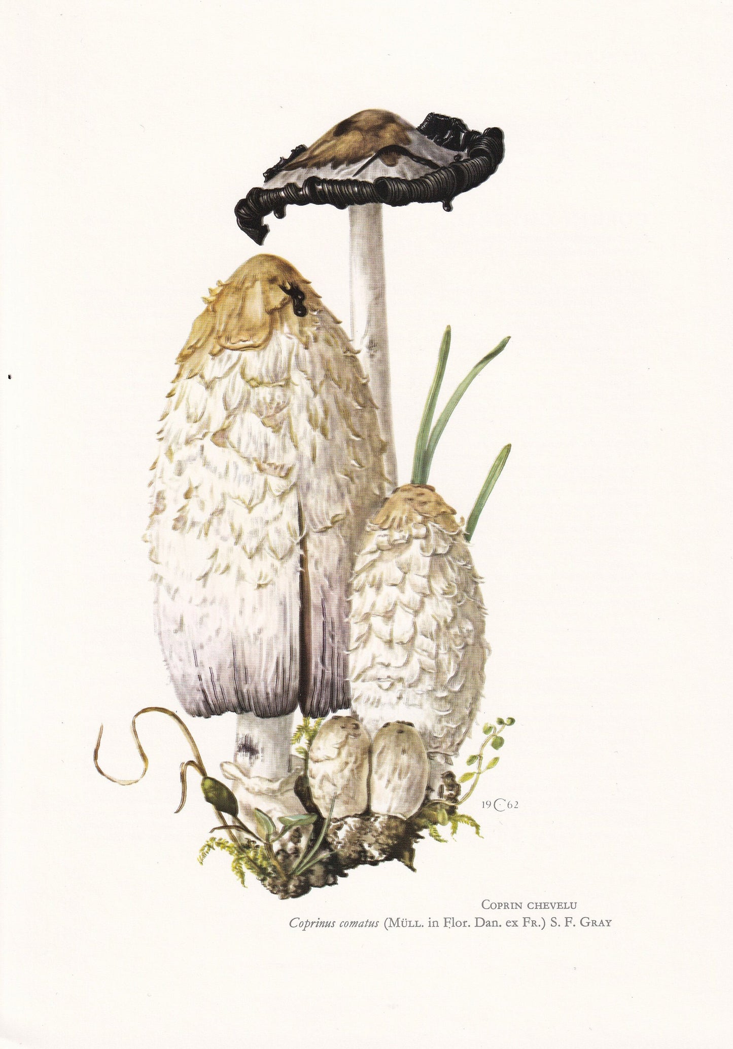 1960s SHAGGY INKCAP MUSHROOM Print - Mushroom Wall Art - Wall Art - Coprinus comatus - Mushroom Decor - 7.5 x 10.6 Inches