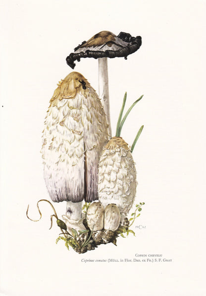 1960s SHAGGY INKCAP MUSHROOM Print - Mushroom Wall Art - Wall Art - Coprinus comatus - Mushroom Decor - 7.5 x 10.6 Inches