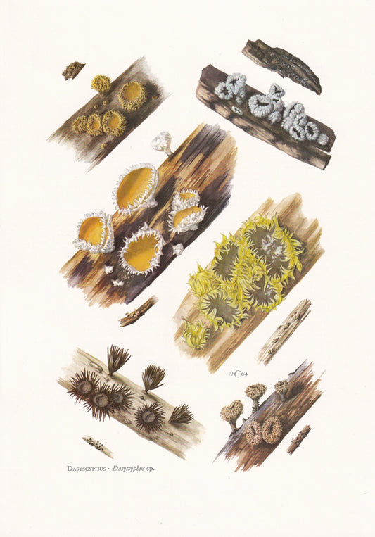 1960s DASYSCYPHUS MUSHROOM Print - Original Vintage Print - Mushroom Wall Art - Cottagecore - Mushroom Decor - 7.5 x 10.6 Inches
