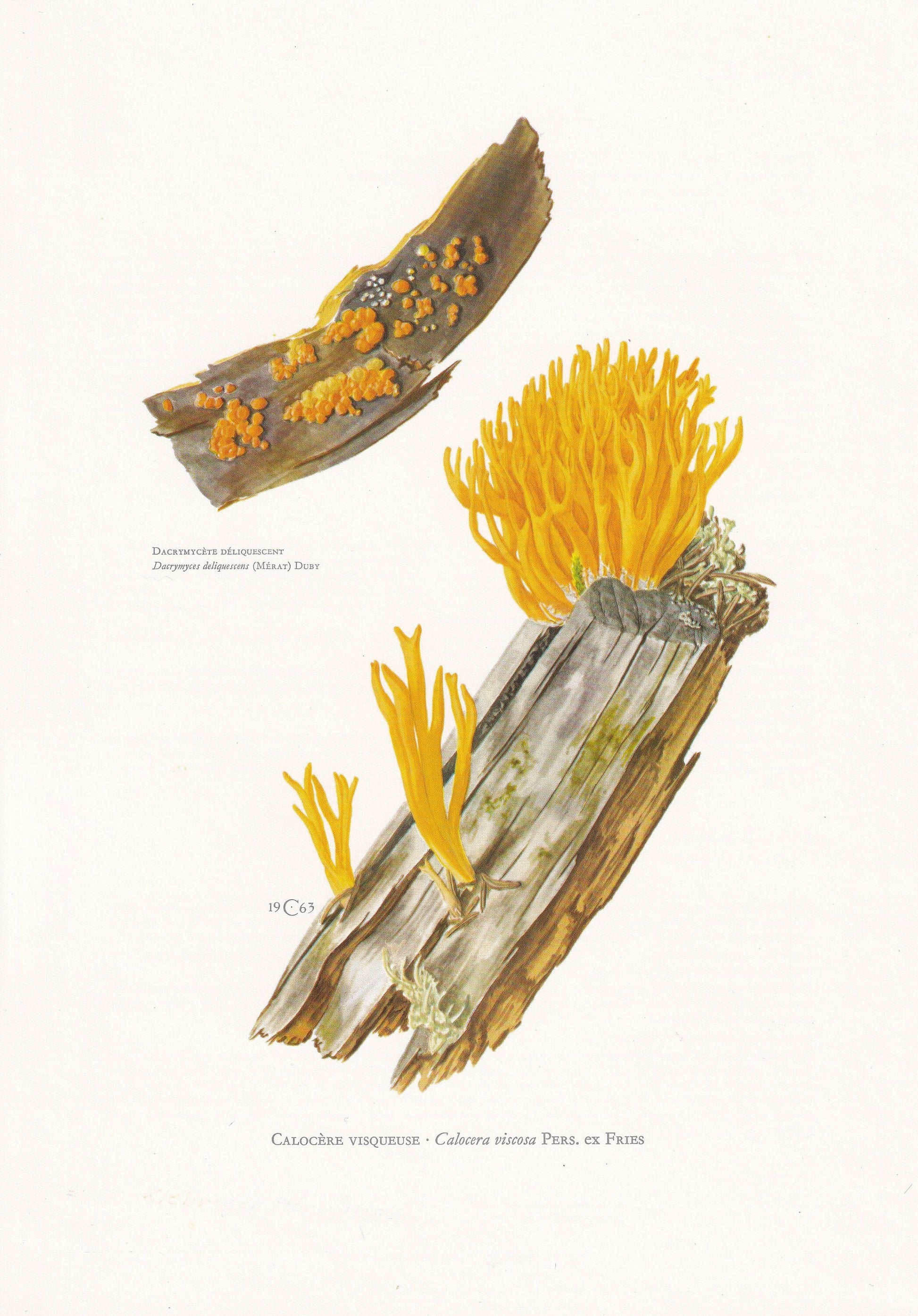 1960s JELLY FUNGI MUSHROOM Print - Original Vintage Print - Mushroom Wall Art - Cottagecore - Mushroom Decor - 7.5 x 10.6 Inches