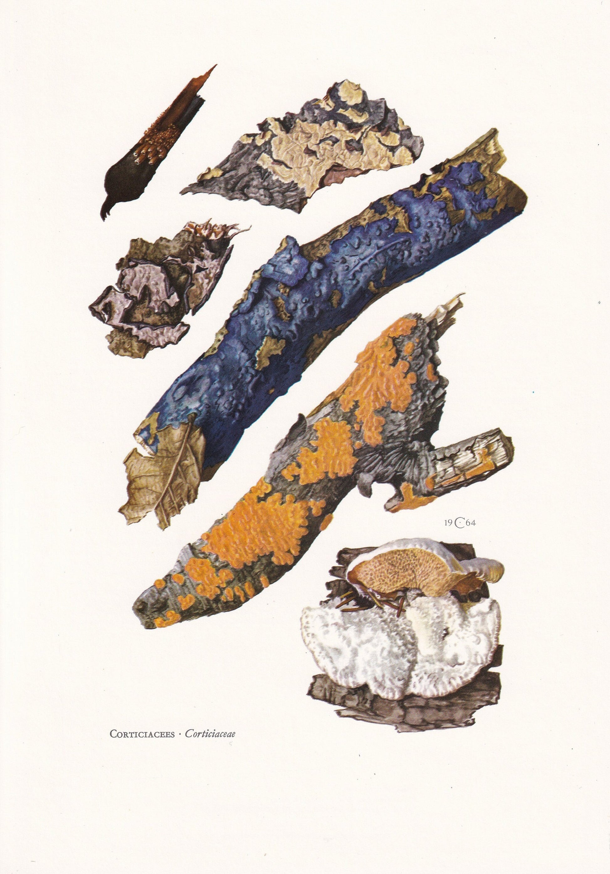 1960s CORTICIACEAE FUNGUS MUSHROOM Print - Original Vintage Print - Mushroom Wall Art - Cottagecore - Mushroom Decor - 7.5 x 10.6 Inches