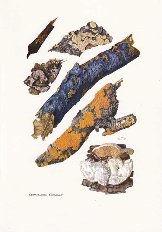 1960s CORTICIACEAE FUNGUS MUSHROOM Print - Original Vintage Print - Mushroom Wall Art - Cottagecore - Mushroom Decor - 7.5 x 10.6 Inches