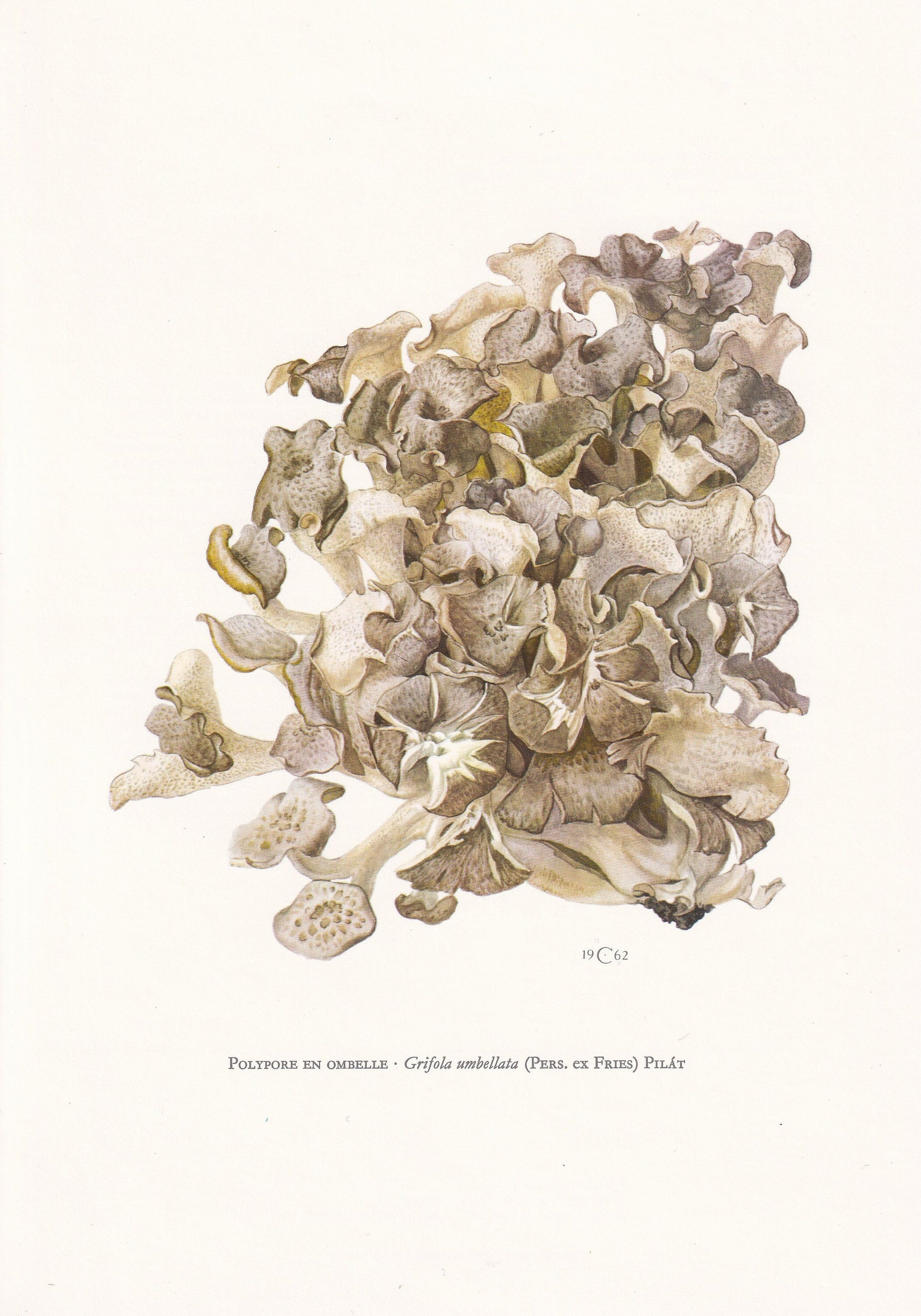 1960s UMBRELLA POLYPORE MUSHROOM Print - Original Vintage Print - Mushroom Wall Art - Cottagecore - Mushroom Decor - 7.5 x 10.6 Inches