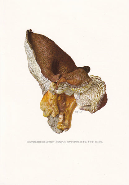 1960s SHEEPSFOOT POLYPORE MUSHROOM Print - Original Vintage Print - Mushroom Wall Art - Cottagecore - Mushroom Decor - 7.5 x 10.6 Inches