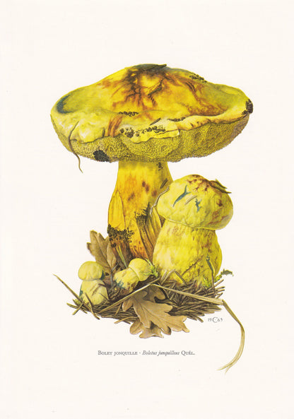 1960s YELLOW BOLETE MUSHROOM Print - Original Vintage Print - Mushroom Wall Art - Cottagecore - Mushroom Decor - 7.5 x 10.6 Inches