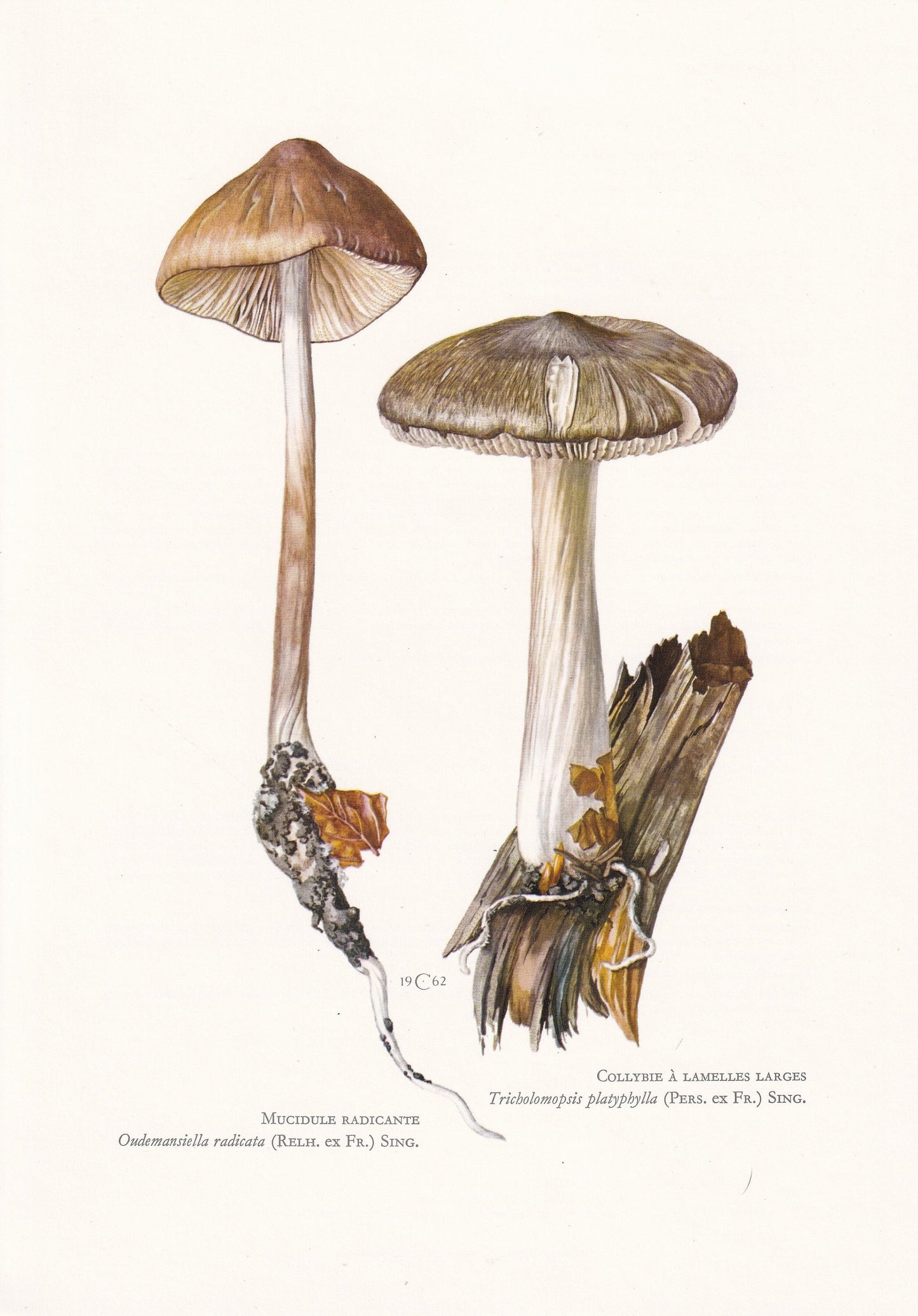 1960s MUCIDULE RADICANTE MUSHROOM Print - Original Vintage Print - Mushroom Wall Art - Cottagecore - Mushroom Decor - 7.5 x 10.6 Inches