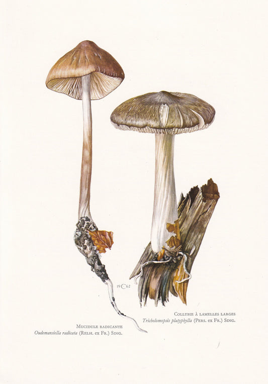 1960s MUCIDULE RADICANTE MUSHROOM Print - Original Vintage Print - Mushroom Wall Art - Cottagecore - Mushroom Decor - 7.5 x 10.6 Inches