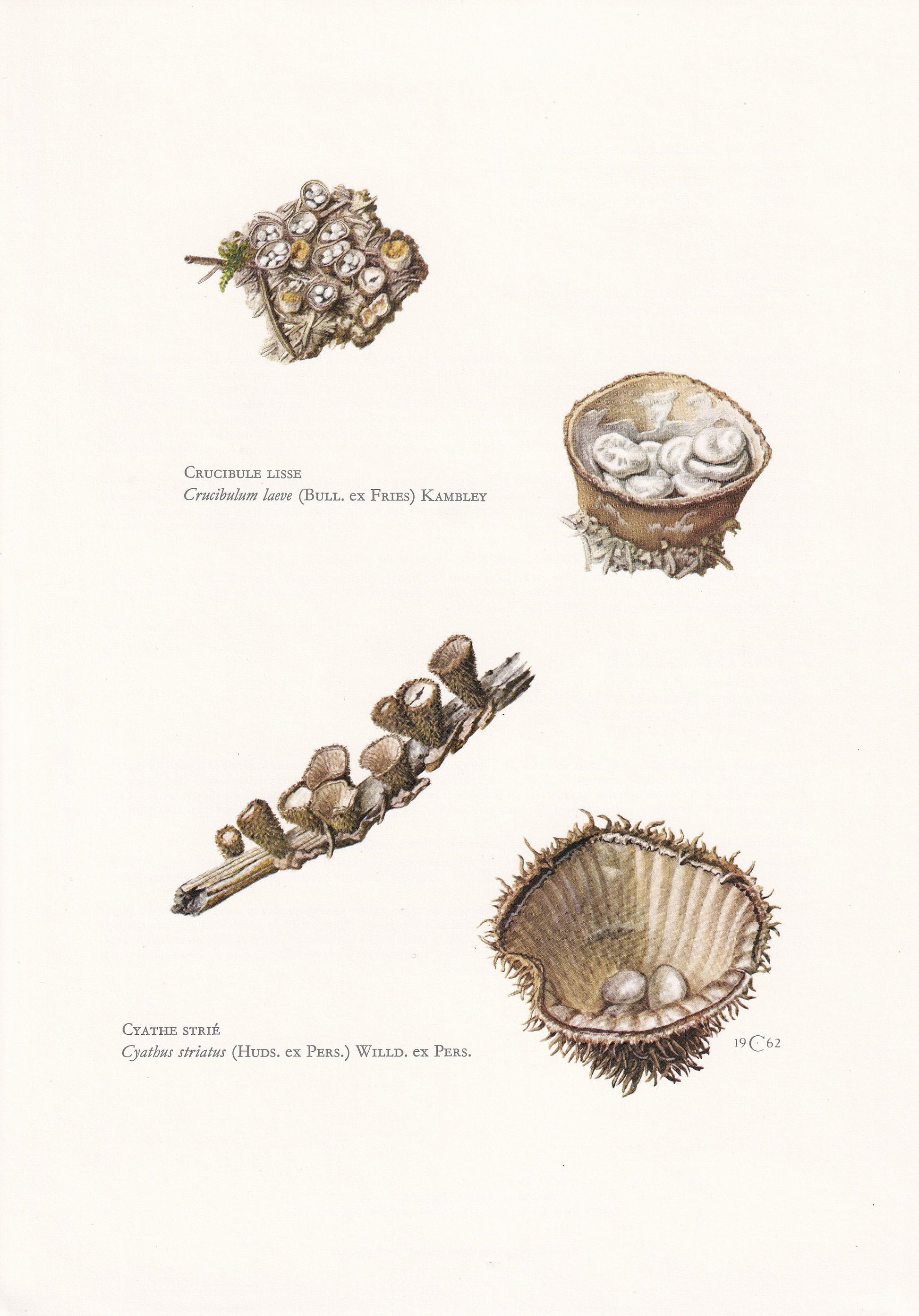 1960s FLUTED BIRDSNEST MUSHROOM Print - Original Vintage Print - Mushroom Wall Art - Cottagecore - Mushroom Decor - 7.5 x 10.6 Inches