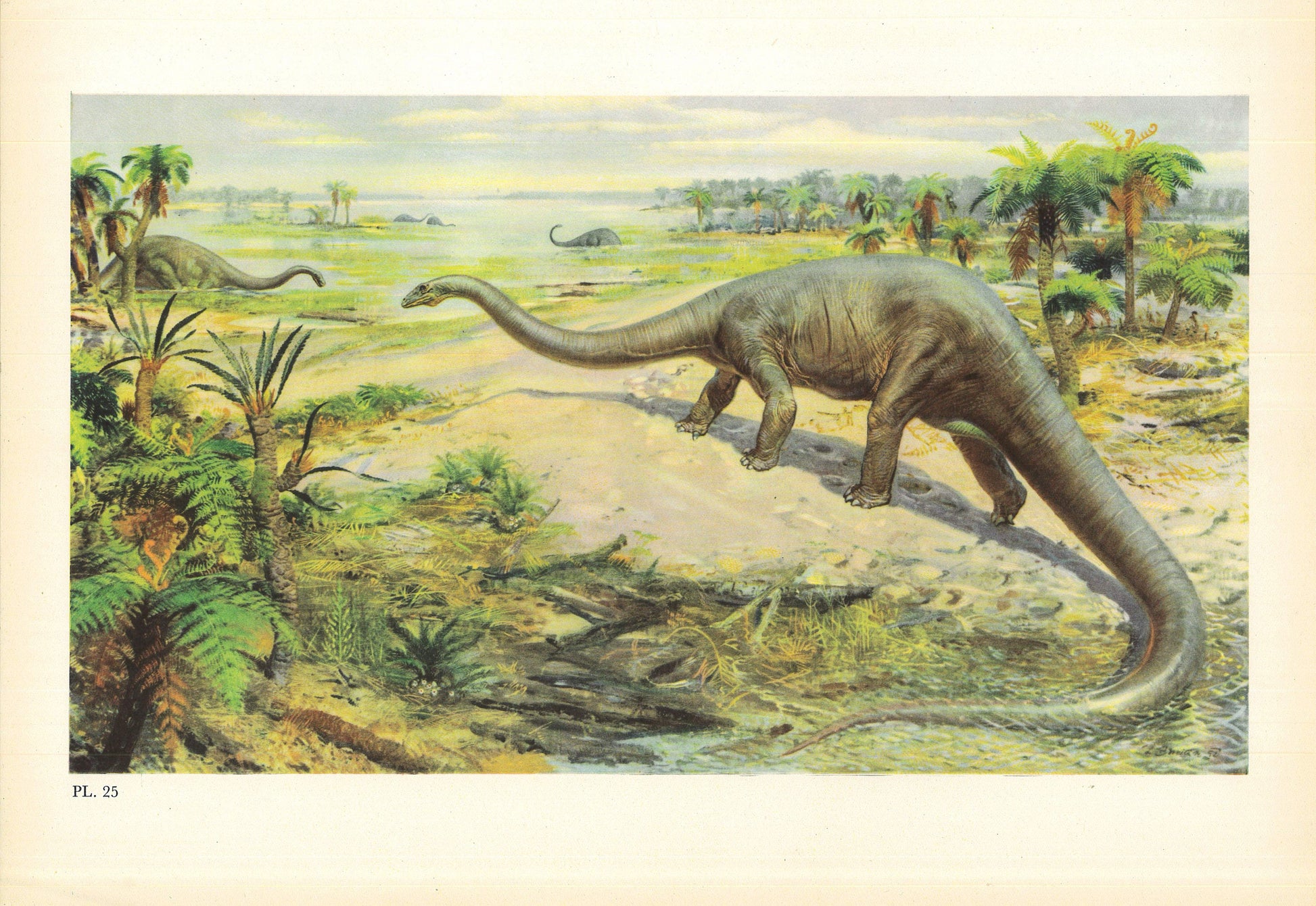 1960 DIPLODOCUS DINOSAUR Print - Prehistoric Animals Print - Paleoart - Dinosaur Decoration - 63 Years Old - 13.5 x 9.75 Inches