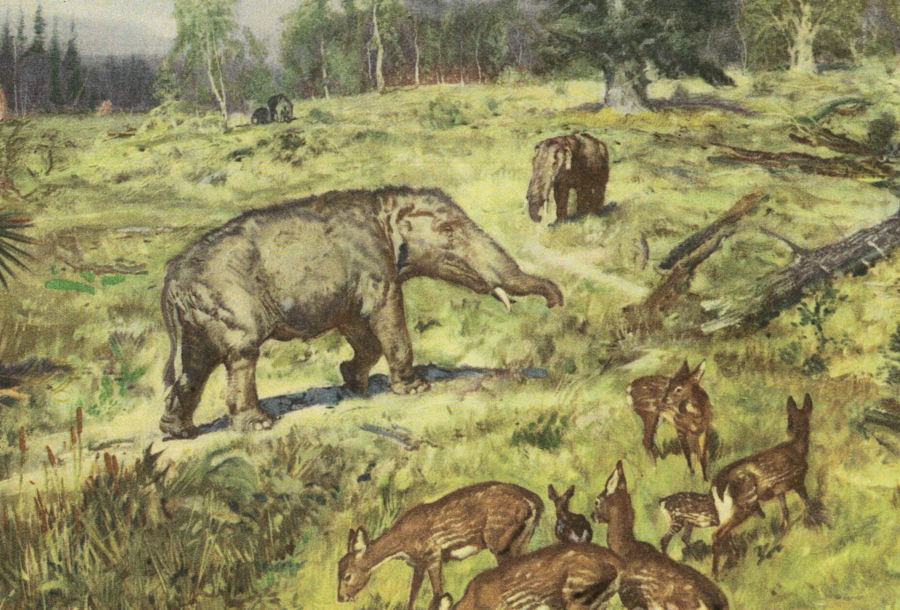 1960 MIOCENE EPOCH Print - Prehistoric Animals Print - Paleoart - Paleontology Print - 63 Years Old - 13.5 x 9.75 Inches