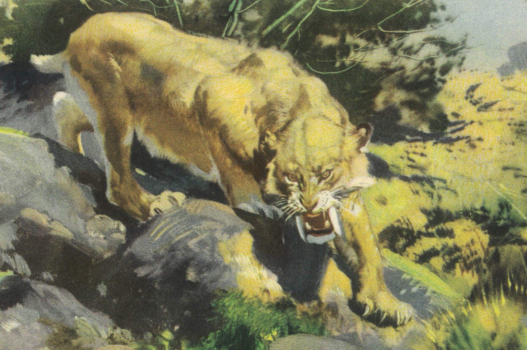 1960 SMILODON vs NOTHROTHERIUM Print - Prehistoric Animals Print - Paleoart - Sabre-Toothed Tiger - 63 Years Old - 13.5 x 9.75 Inches