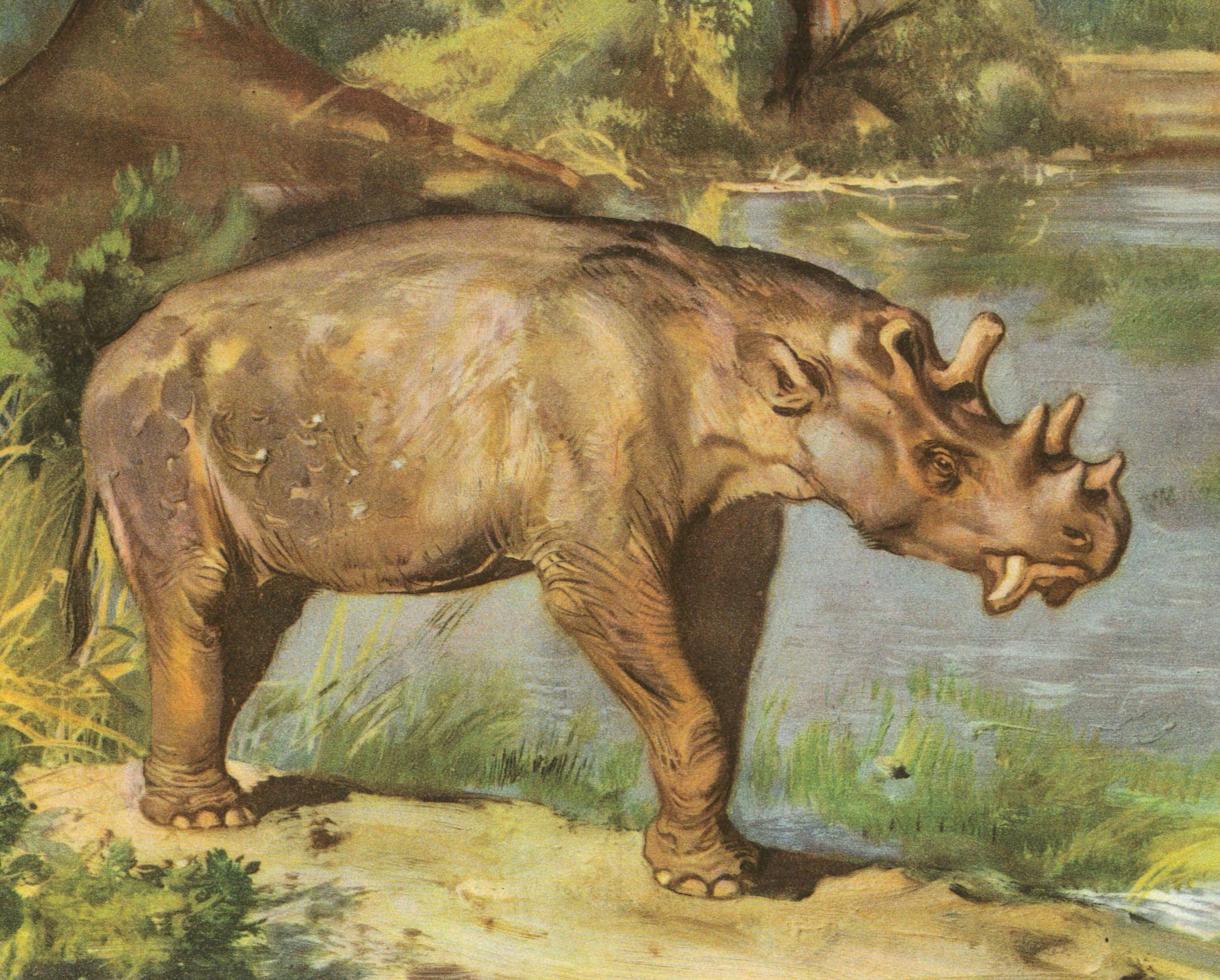 1960 UINTATHERIUM Print - Prehistoric Animals Print - Paleoart - Cave Man Art - 63 Years Old - 13.5 x 9.75 Inches