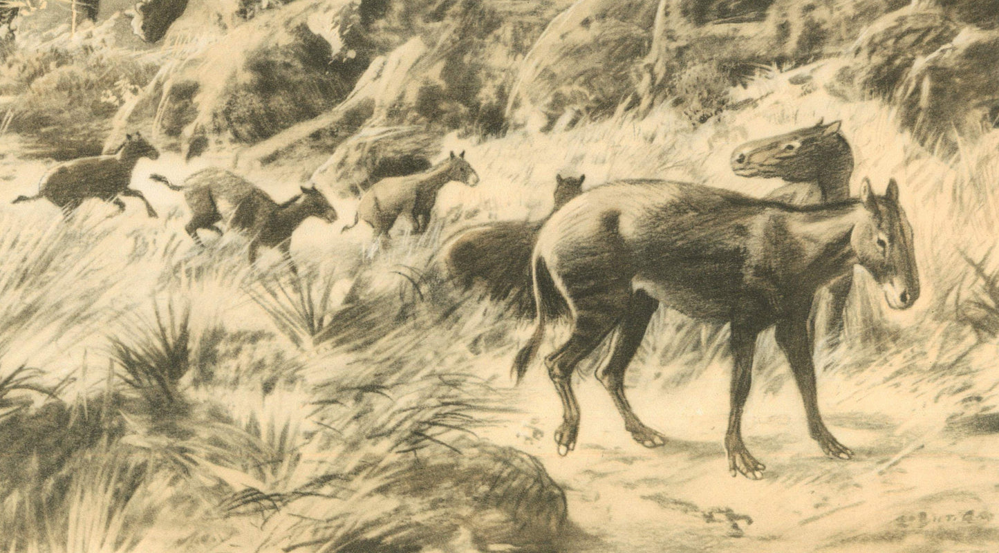1960 OROHIPPUS Print - Prehistoric Animals Print - Paleoart - Eocene Horse - Eohippus - 63 Years Old - 13.5 x 9.75 Inches