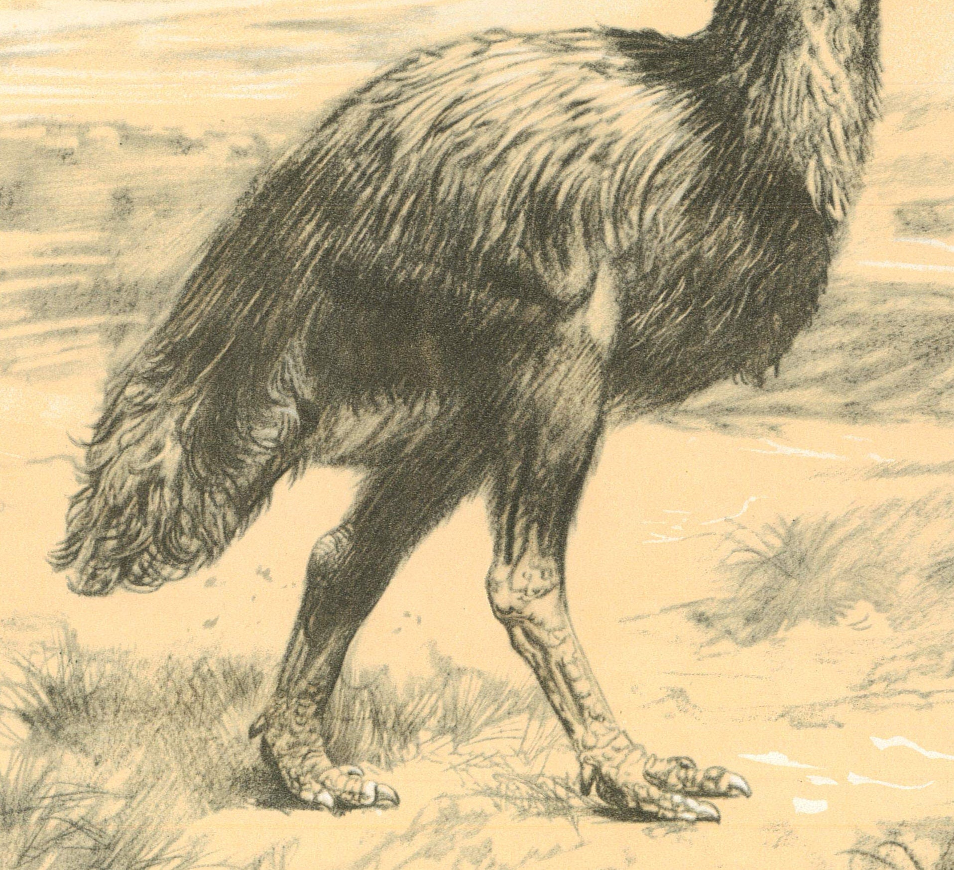 1960 GASTORNIS (DIATRYMA) Print - Prehistoric Animals Print - Paleoart - Paleontology Print - Bird - 63 Years Old - 13.5 x 9.