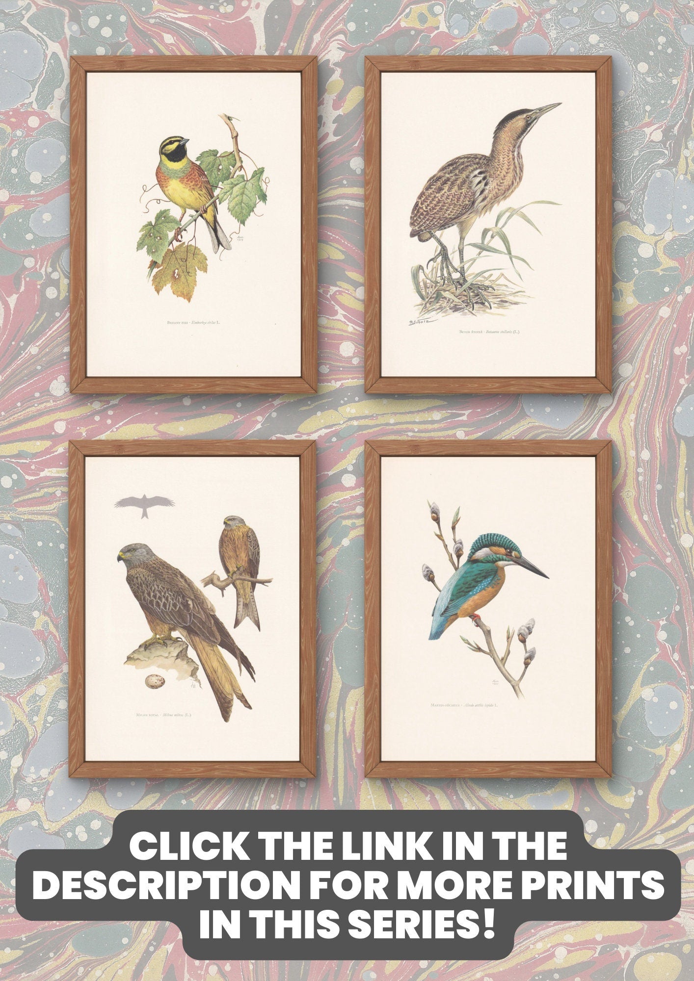 1960 BOREAL OWL Bird Print - Vintage Bird Print - Bird Illustration - Bird Wall Art - Bird Decor - 7.5 x 10.6 Inches