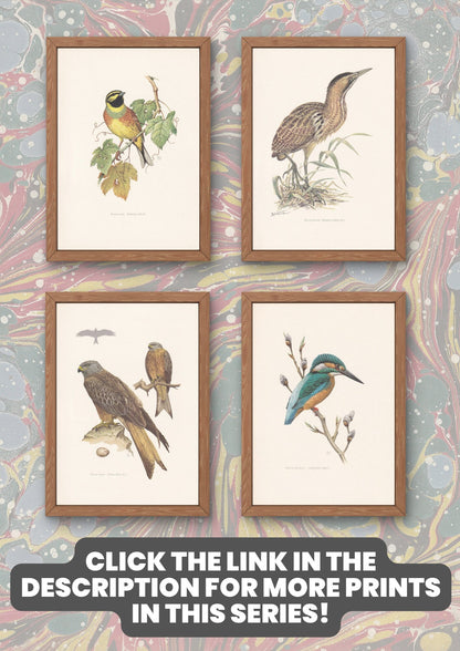 1960 COMMON STARLING Bird Print - Vintage Bird Print - Bird Illustration - Bird Wall Art - Bird Decor - 7.5 x 10.6 Inches