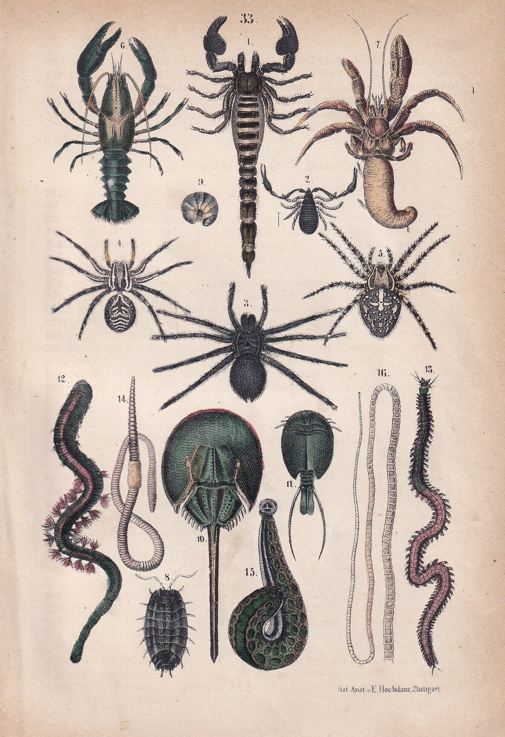 1871 SCORPION, CRAB, TARANTULA, Crayfish, Lugworm, Sandworm Print - Antique Arachnid Print - Animal Wall Art - 5.6 x 8.3 Inches