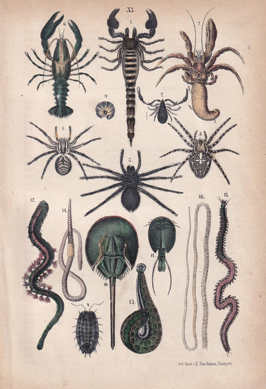 1871 SCORPION, CRAB, TARANTULA, Crayfish, Lugworm, Sandworm Print - Antique Arachnid Print - Animal Wall Art - 5.6 x 8.3 Inches