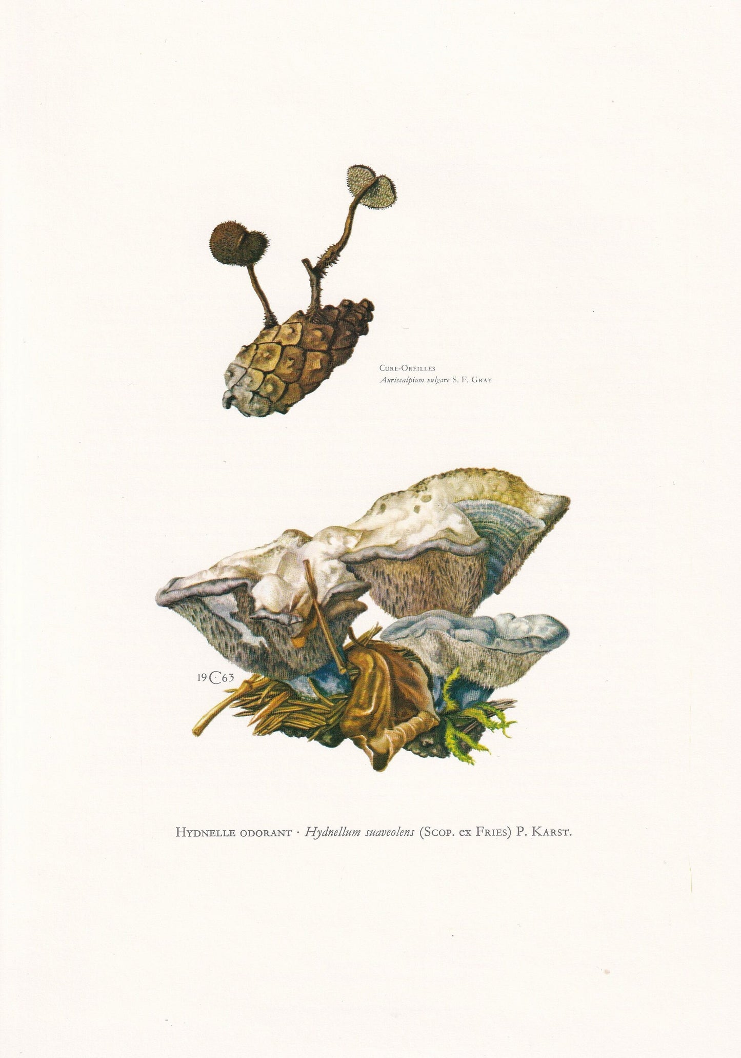 1960s SWEETGRASS HYDNELLUM FUNGUS Print - Mushroom Wall Art - Fungi Illustration - Cottagecore - Mushroom Decor - 7.5 x 10.6 Inches