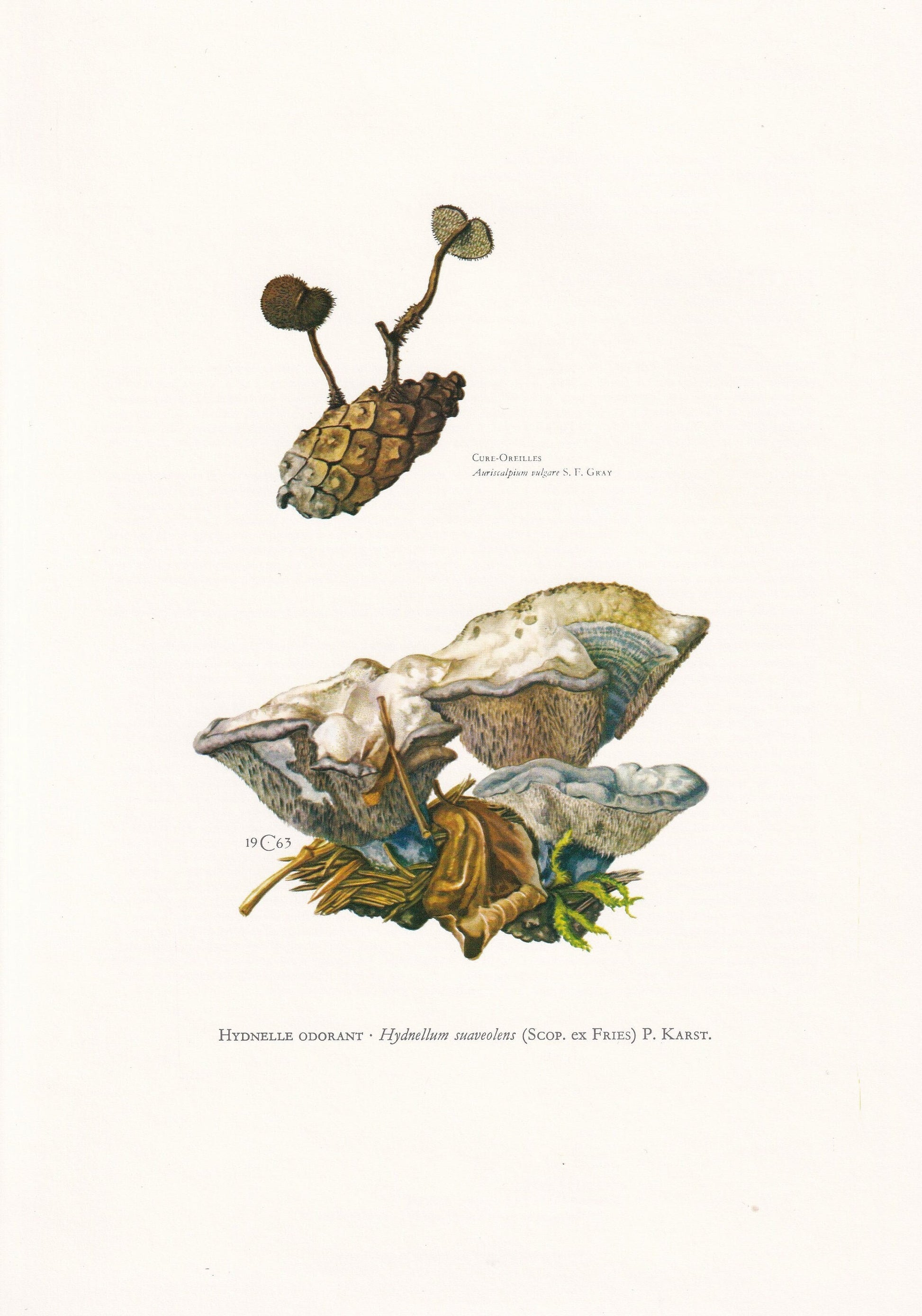 1960s SWEETGRASS HYDNELLUM FUNGUS Print - Mushroom Wall Art - Fungi Illustration - Cottagecore - Mushroom Decor - 7.5 x 10.6 Inches