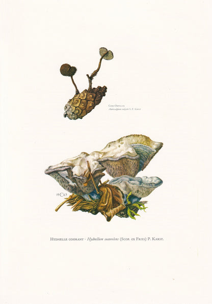 1960s SWEETGRASS HYDNELLUM FUNGUS Print - Mushroom Wall Art - Fungi Illustration - Cottagecore - Mushroom Decor - 7.5 x 10.6 Inches