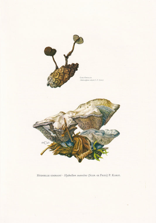 1960s SWEETGRASS HYDNELLUM FUNGUS Print - Mushroom Wall Art - Fungi Illustration - Cottagecore - Mushroom Decor - 7.5 x 10.6 Inches