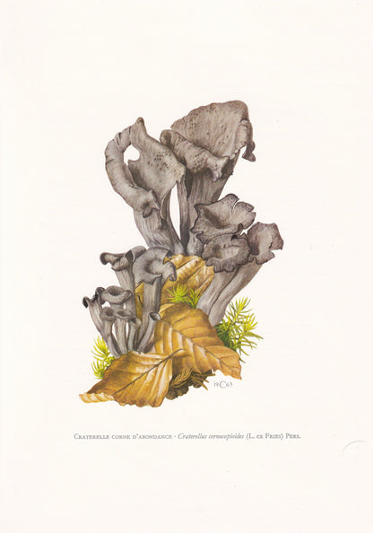 1960s HORN Of PLENTY MUSHROOM Print - Mushroom Wall Art - Fungi Illustration - Cottagecore - Mushroom Decor - 7.5 x 10.6 Inches