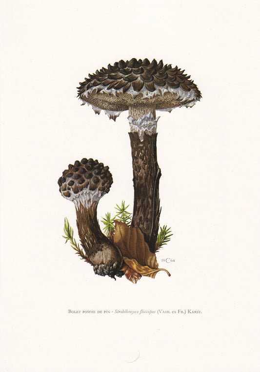 1960s Old Man of the Woods MUSHROOM Print - Mushroom Wall Art - Cottagecore - Mushroom Decor - 7.5 x 10.6 Inches