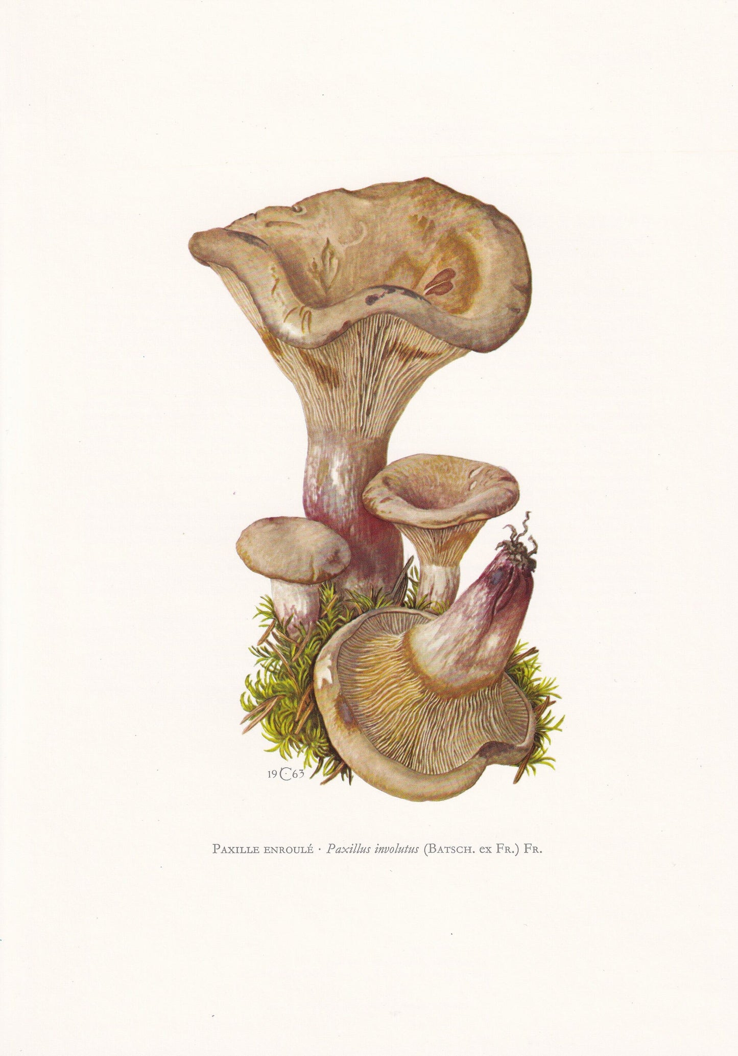 1960s BROWN ROLLRIM MUSHROOM Print - Mushroom Wall Art - Cottagecore - Paxillus involutus - Mushroom Decor - 7.5 x 10.6 Inches