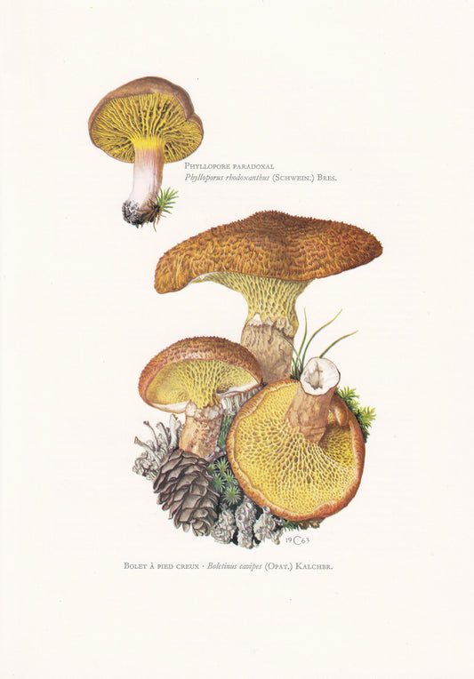 1960s HOLLOW BOLETE MUSHROOM Print - Mushroom Wall Art - Cottagecore - Suillus cavipes - Mushroom Decor - 7.5 x 10.6 Inches
