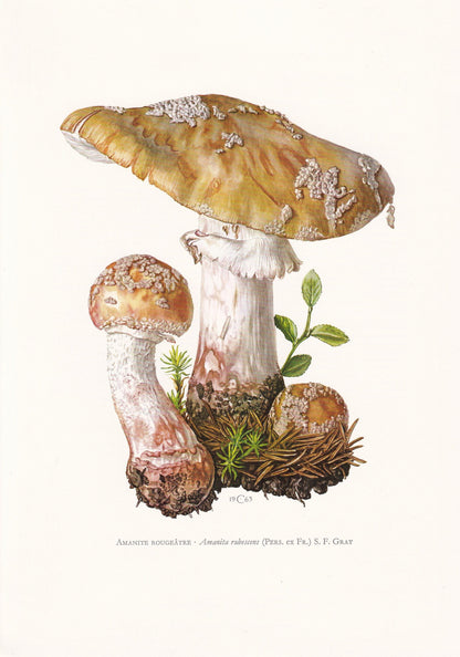 1960s BLUSHER MUSHROOM Print - Mushroom Wall Art - Cottagecore - Amanita rubescens - Mushroom Decor - 7.5 x 10.6 Inches