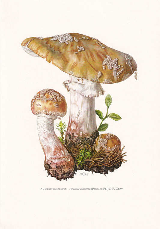 1960s BLUSHER MUSHROOM Print - Mushroom Wall Art - Cottagecore - Amanita rubescens - Mushroom Decor - 7.5 x 10.6 Inches