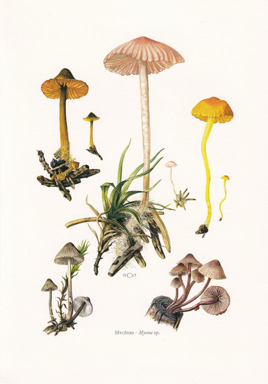 1960s BONNET MUSHROOMS Print - Mushroom Wall Art - Cottagecore - Mycena - Mushroom Decor - 7.5 x 10.6 Inches