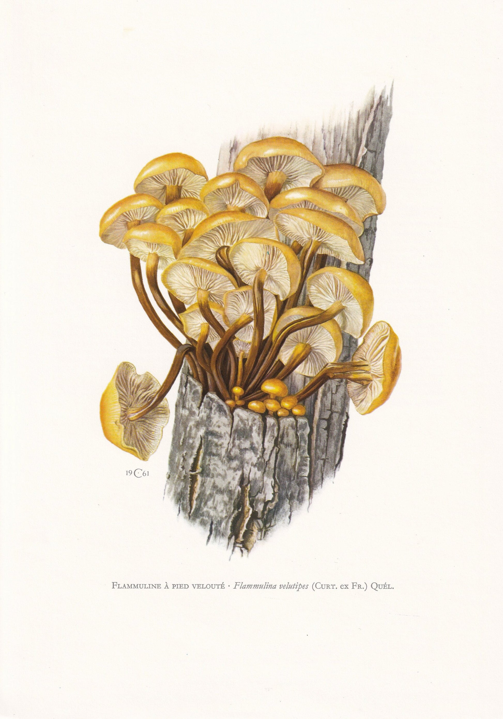 1960s VELVET SHANK MUSHROOM Print - Mushroom Wall Art - Cottagecore - Flammulina velutipes - Mushroom Decor - 7.5 x 10.6 Inches