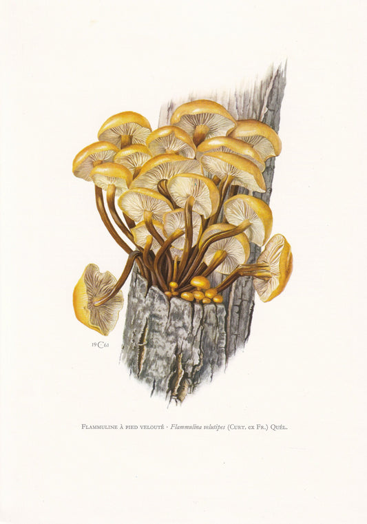 1960s VELVET SHANK MUSHROOM Print - Mushroom Wall Art - Cottagecore - Flammulina velutipes - Mushroom Decor - 7.5 x 10.6 Inches