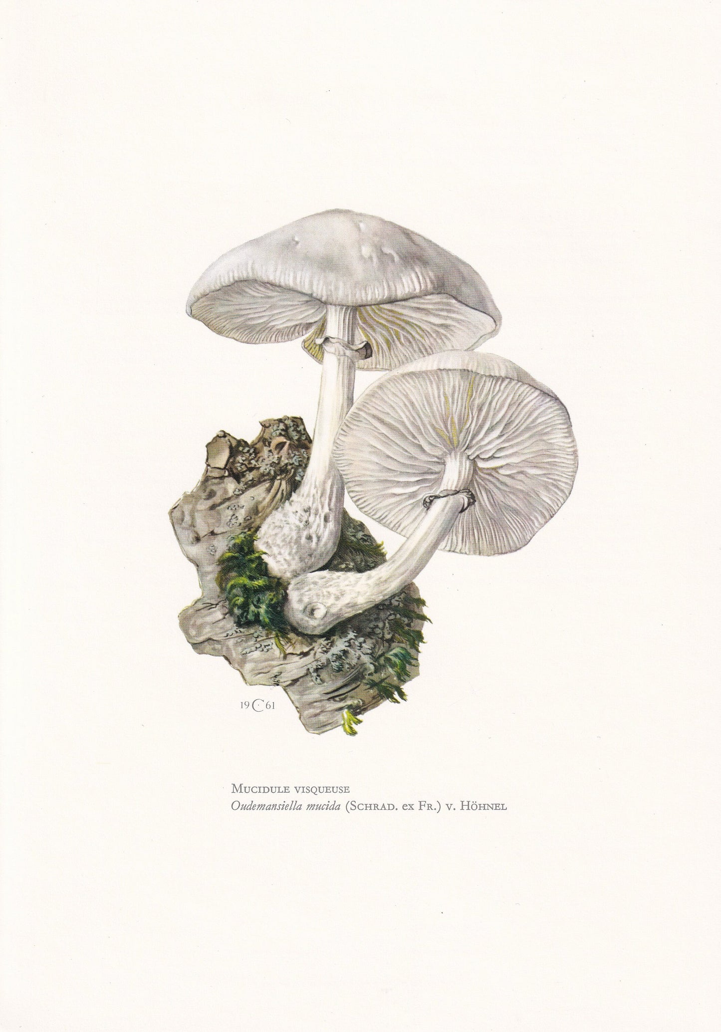 1960s PORCELAIN MUSHROOM Print - Mushroom Wall Art - Cottagecore - Oudemansiella mucida - Mushroom Decor - 7.5 x 10.6 Inches