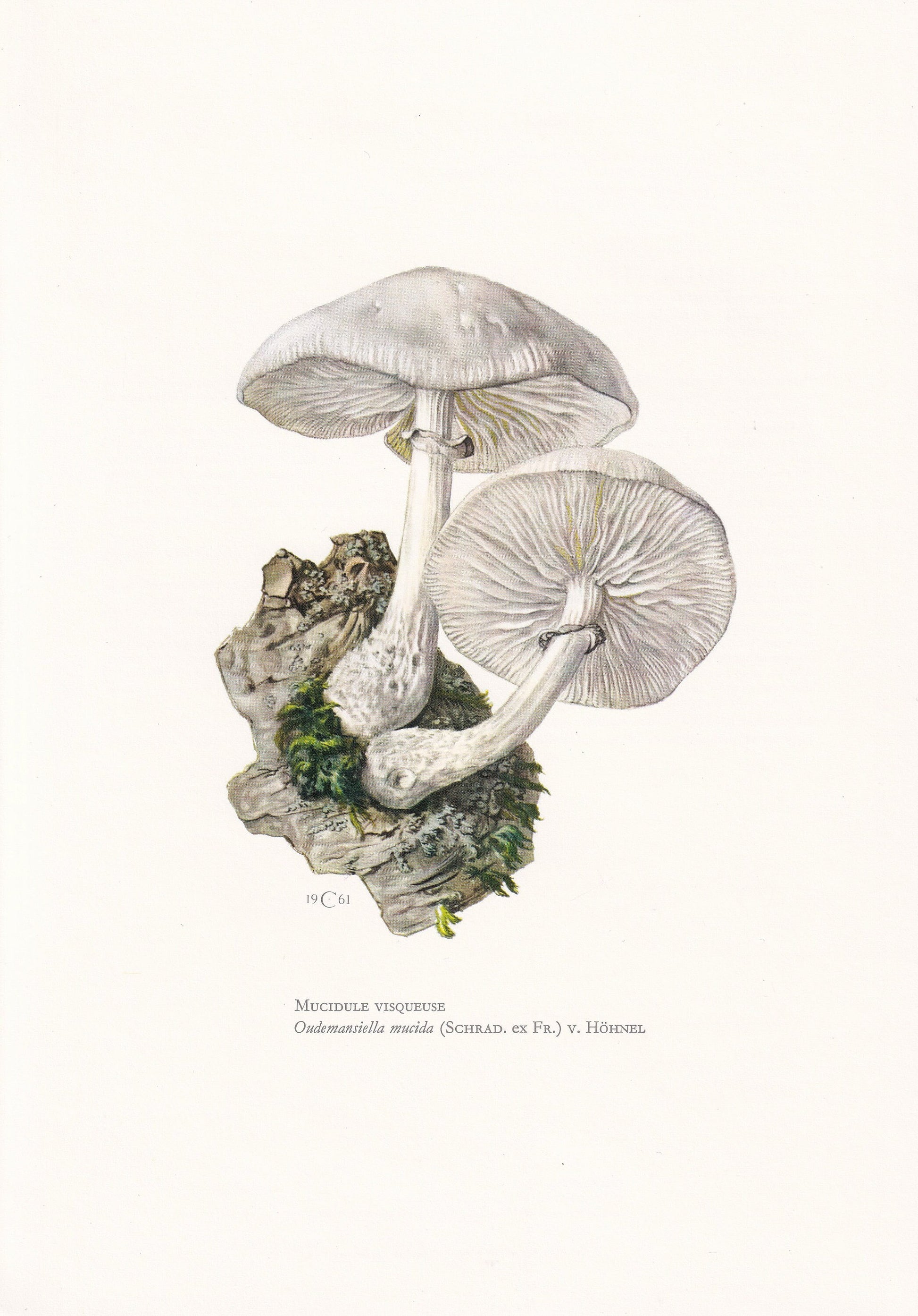 1960s PORCELAIN MUSHROOM Print - Mushroom Wall Art - Cottagecore - Oudemansiella mucida - Mushroom Decor - 7.5 x 10.6 Inches