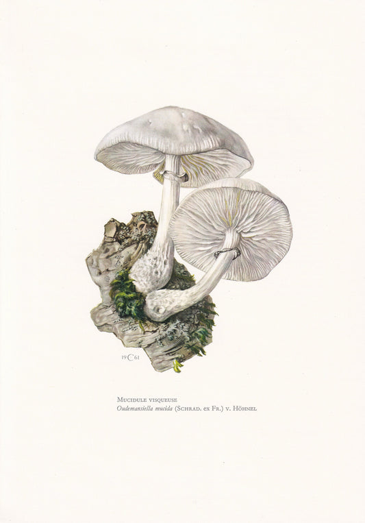 1960s PORCELAIN MUSHROOM Print - Mushroom Wall Art - Cottagecore - Oudemansiella mucida - Mushroom Decor - 7.5 x 10.6 Inches