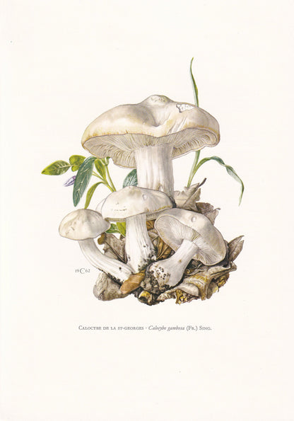 1960s St GEORGE'S MUSHROOM Print - Mushroom Wall Art - Cottagecore - Calocybe gambosa - Mushroom Decor - 7.5 x 10.6 Inches