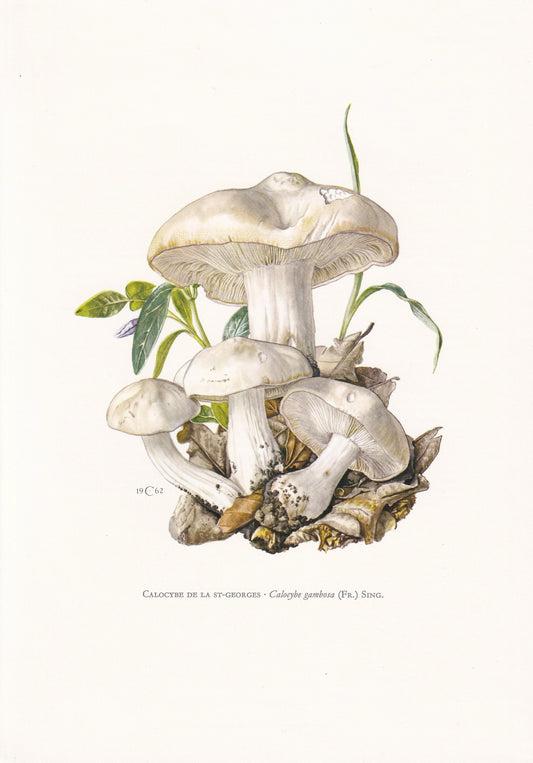 1960s St GEORGE'S MUSHROOM Print - Mushroom Wall Art - Cottagecore - Calocybe gambosa - Mushroom Decor - 7.5 x 10.6 Inches