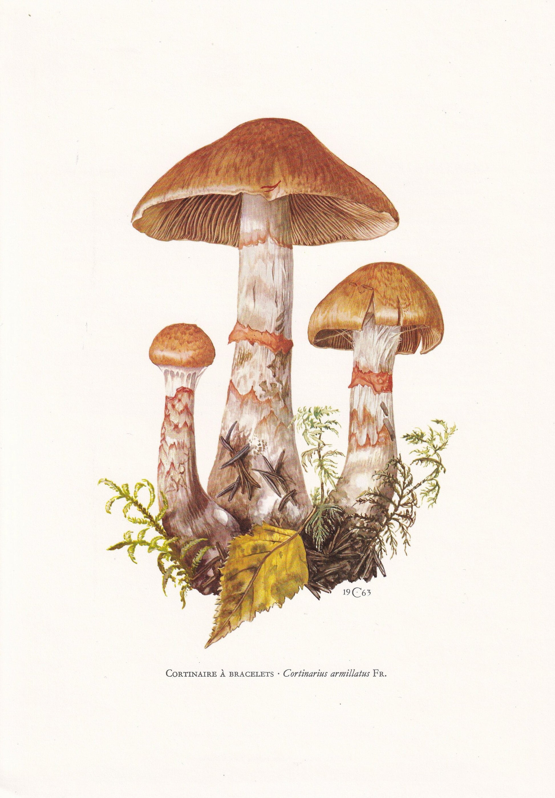 1960s REDBANDED WEBCAP MUSHROOM Print - Mushroom Wall Art - Cottagecore - Cortinarius armillatus - Mushroom Decor - 7.5 x 10.6 Inches