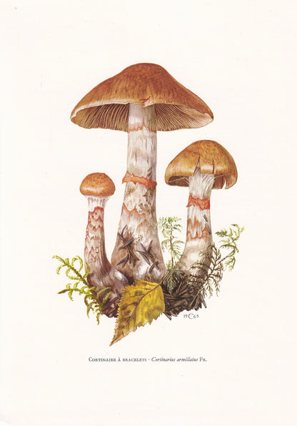 1960s REDBANDED WEBCAP MUSHROOM Print - Mushroom Wall Art - Cottagecore - Cortinarius armillatus - Mushroom Decor - 7.5 x 10.6 Inches