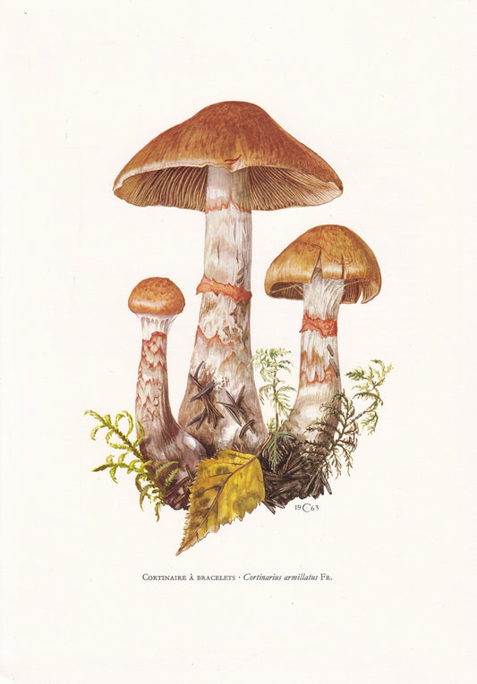 1960s REDBANDED WEBCAP MUSHROOM Print - Mushroom Wall Art - Cottagecore - Cortinarius armillatus - Mushroom Decor - 7.5 x 10.6 Inches