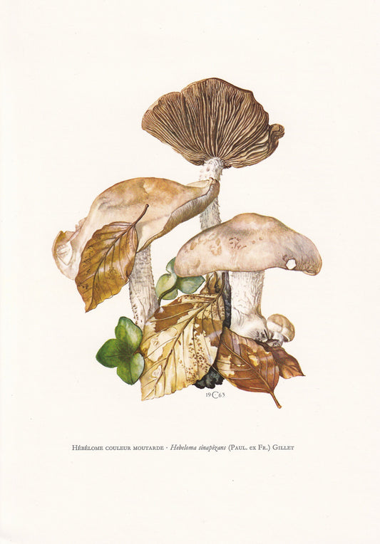 1960s BITTER POISONPIE MUSHROOM Print - Mushroom Wall Art - Cottagecore - Hebeloma sinapizans - Mushroom Decor - 7.5 x 10.6 Inches
