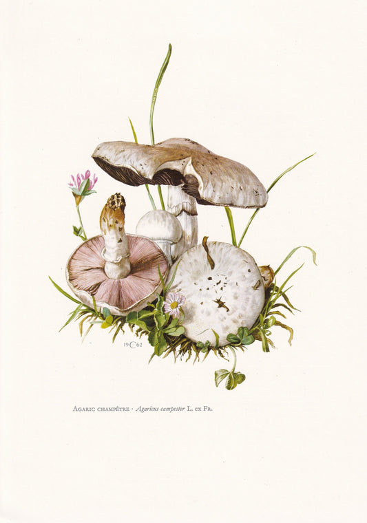 1960s FIELD MUSHROOM Print - Mushroom Wall Art - Cottagecore - Agaricus campestris - Mushroom Decor - 7.5 x 10.6 Inches